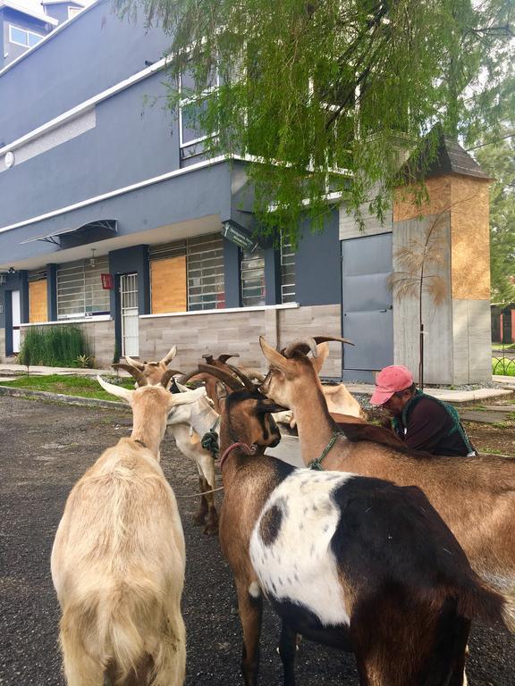 Kaena Point Hostel グアテマラシティ エクステリア 写真