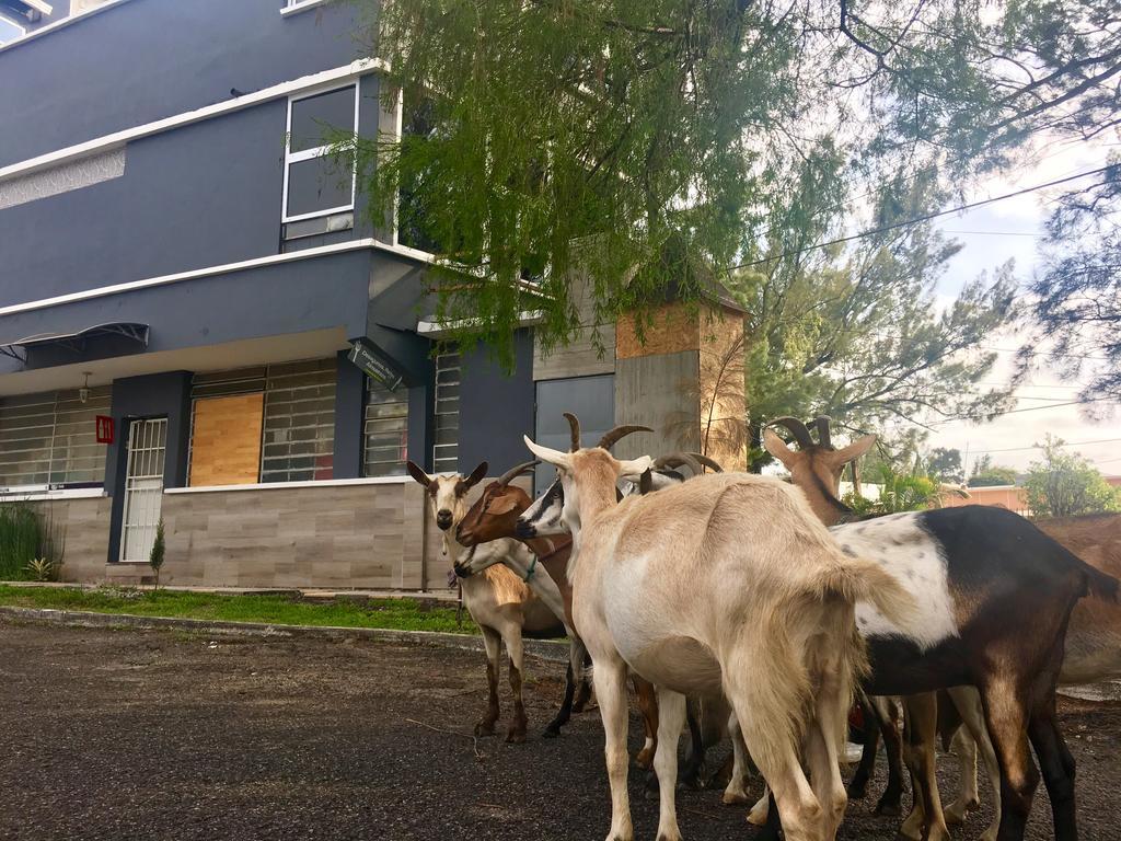 Kaena Point Hostel グアテマラシティ エクステリア 写真